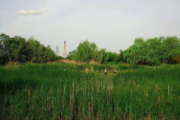 Plimbare în Parcul Natural Văcărești, fotografie de arhivă din mai 2020